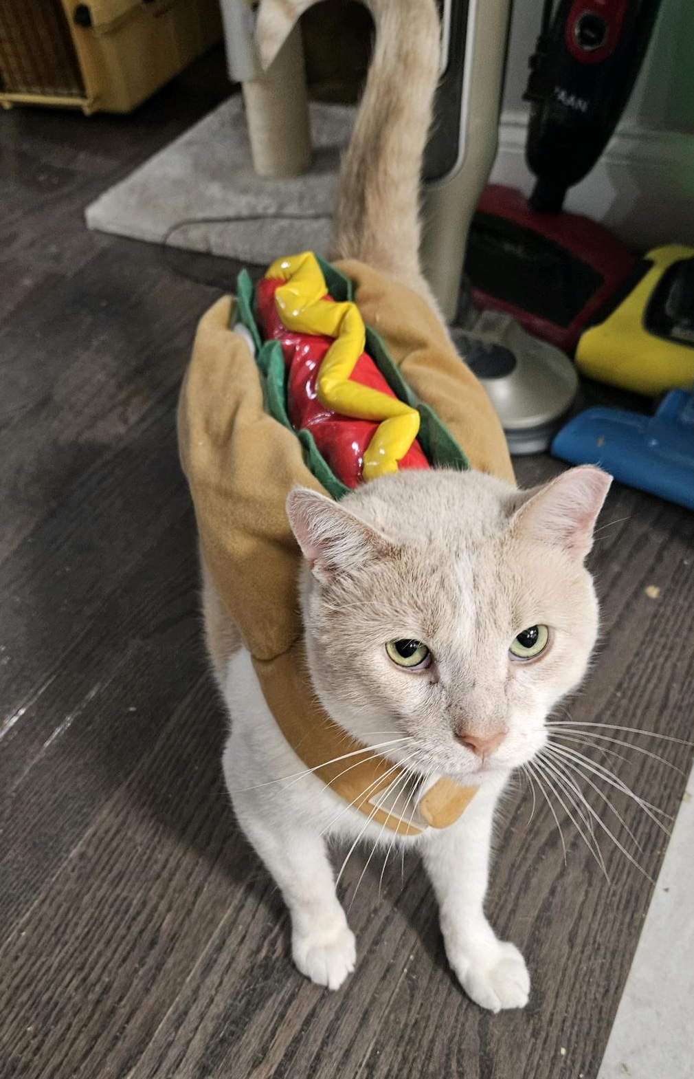 Rufus Holly (sponsored adoption fee)