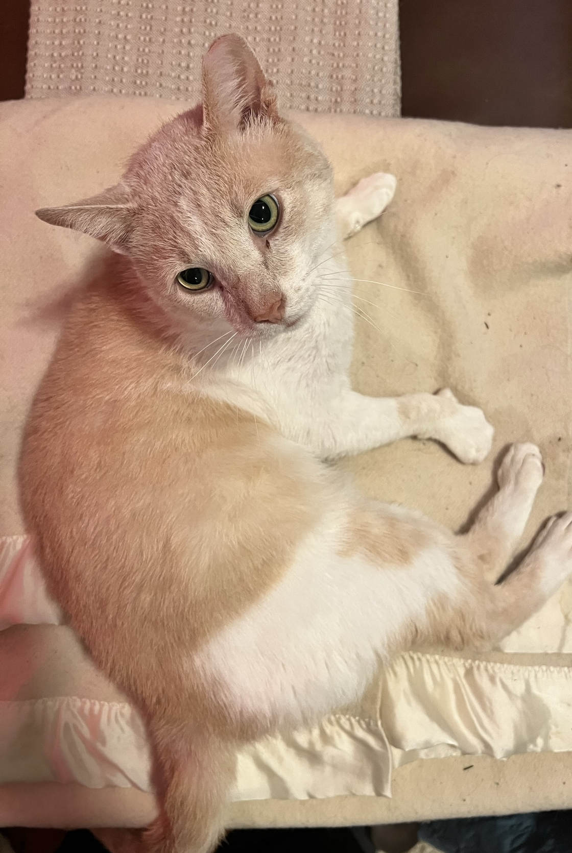 Rufus Holly (sponsored adoption fee) 2
