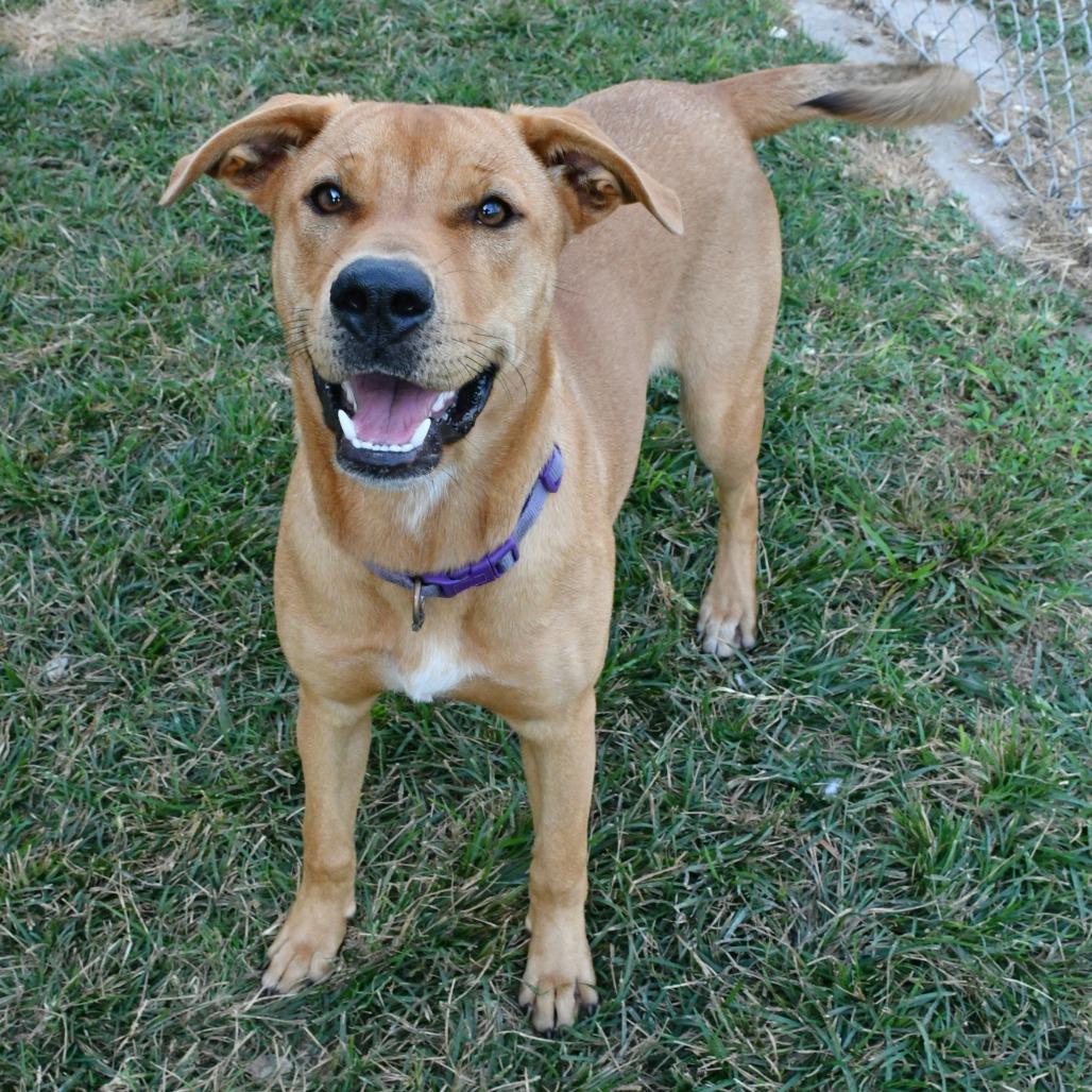 Enlarge Bebe, a Adoptable Yellow Labrador Retriever in Beaumont, TX image 1/5