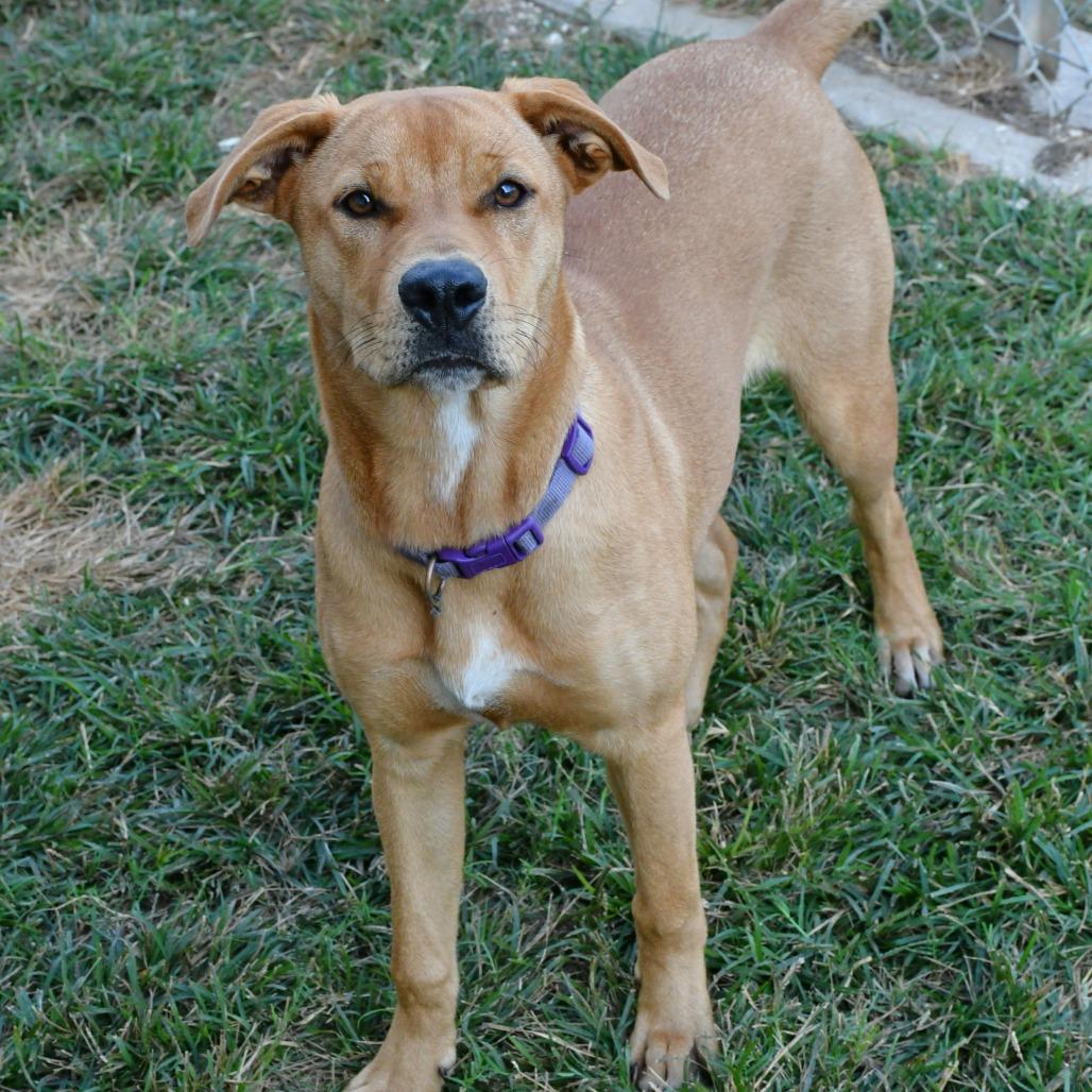 Enlarge Bebe, a Adoptable Yellow Labrador Retriever in Beaumont, TX image 2/5