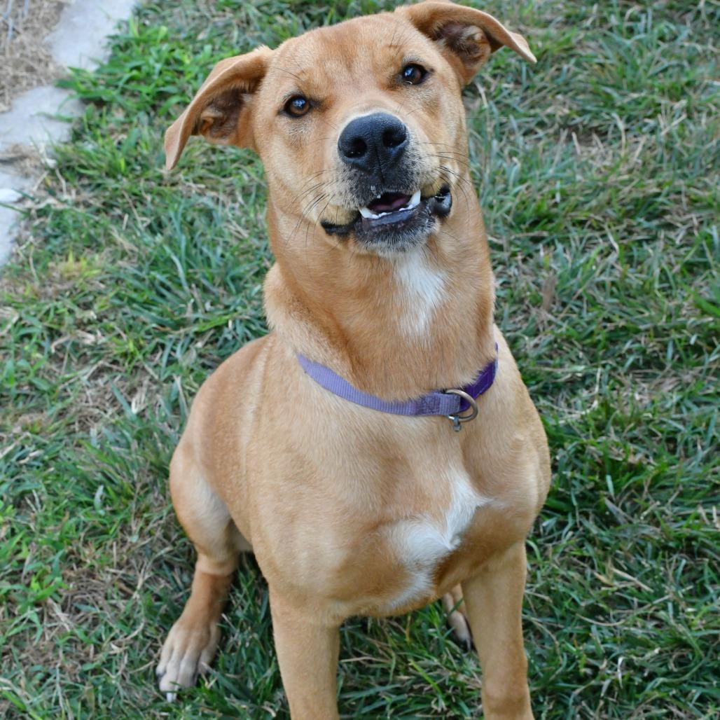 Enlarge Bebe, a Adoptable Yellow Labrador Retriever in Beaumont, TX image 3/5