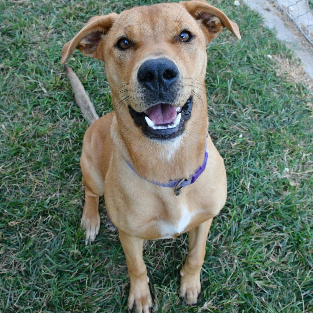 Enlarge Bebe, a Adoptable Yellow Labrador Retriever in Beaumont, TX image 4/5
