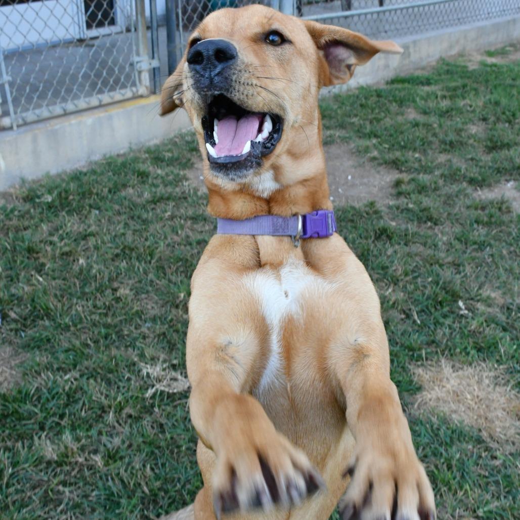 Enlarge Bebe, a Adoptable Yellow Labrador Retriever in Beaumont, TX image 5/5
