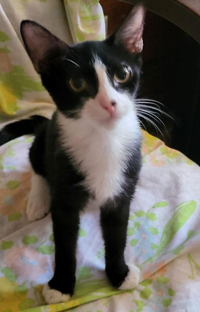 Enlarge Archi, a Adoptable Domestic Short Hair in Littlerock, CA image 1/2