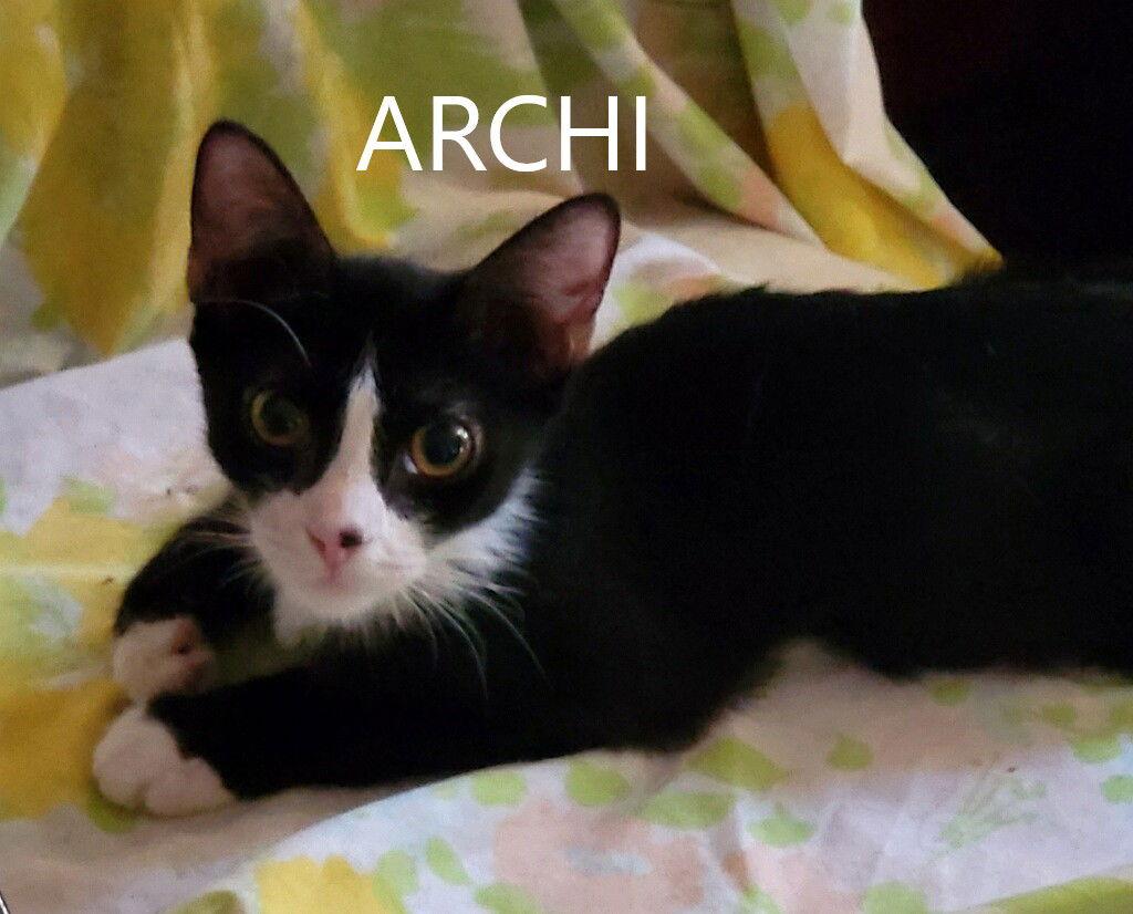 Enlarge Archi, a Adoptable Domestic Short Hair in Littlerock, CA image 2/2
