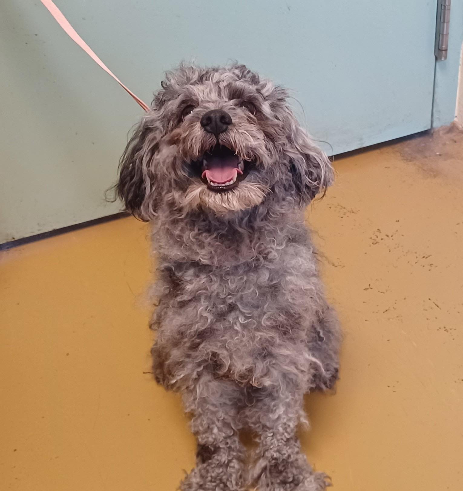 CHARLIE- adopted with Chris, adopted, Young Male Poodle & Terrier.