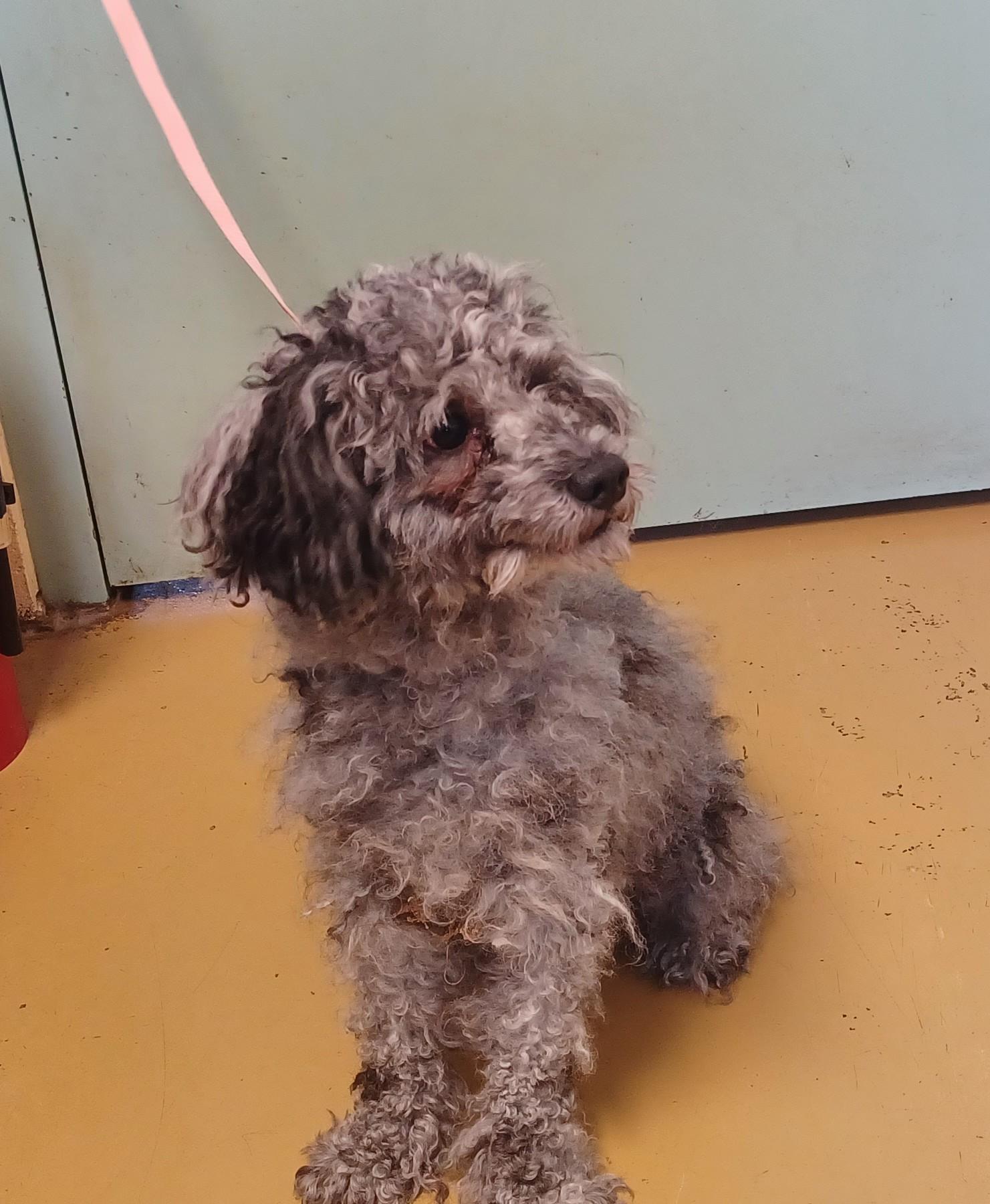 CHARLIE- adopted with Chris, an adopted mixed breed in Kensington, CT image 2/2