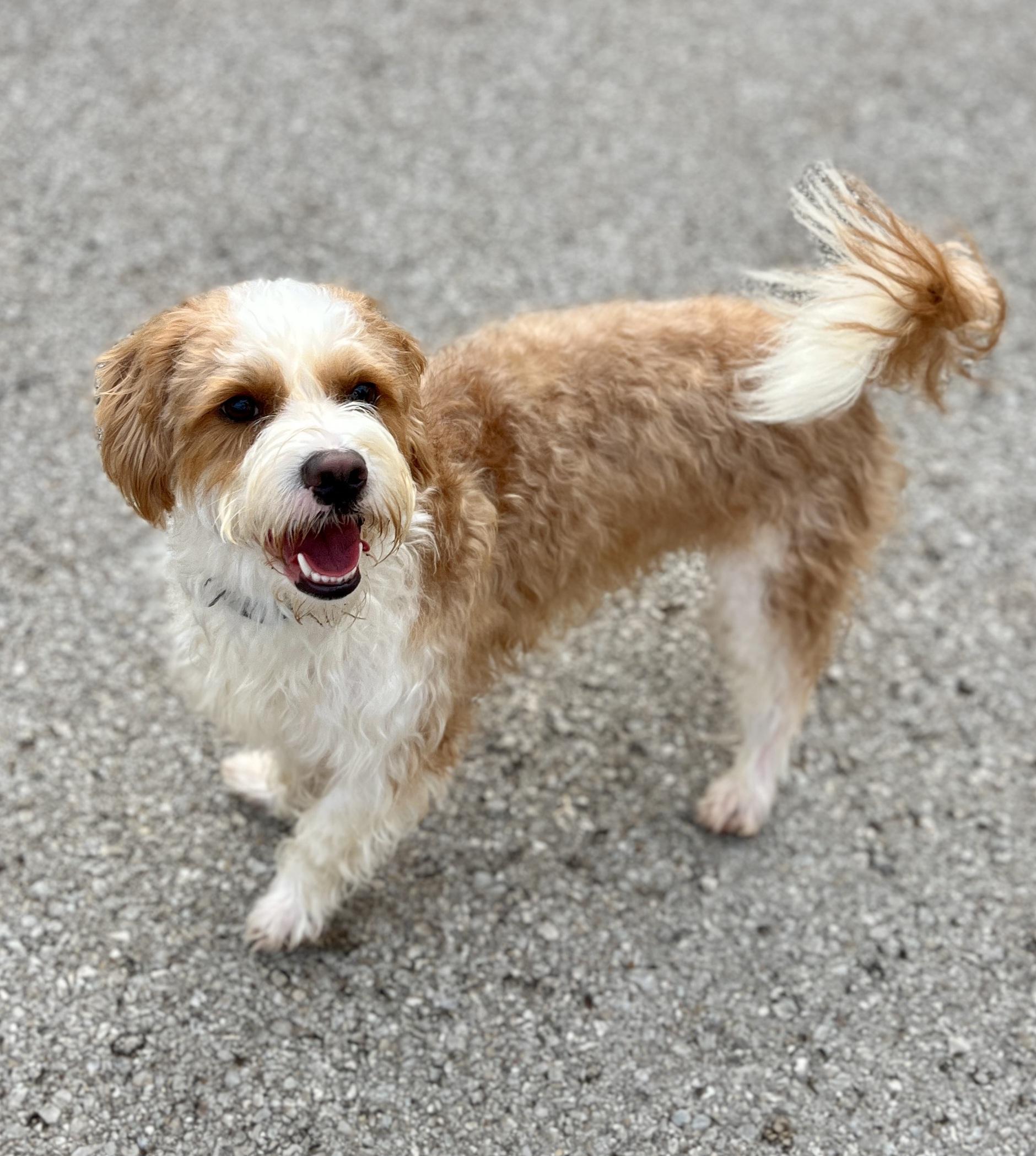 Fred, adopted, Young Male Terrier & Poodle.