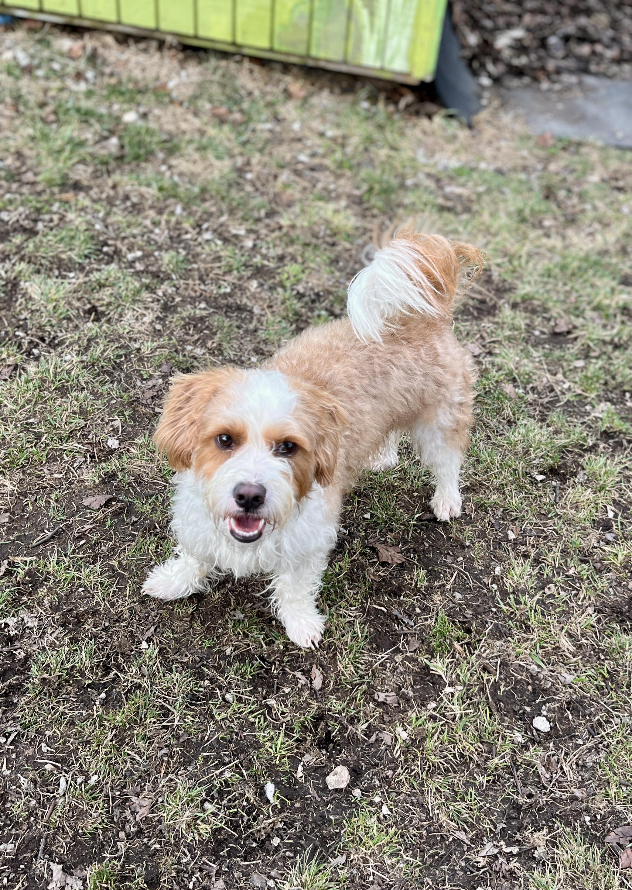 Fred, an adopted mixed breed in Lexington, KY image 3/3