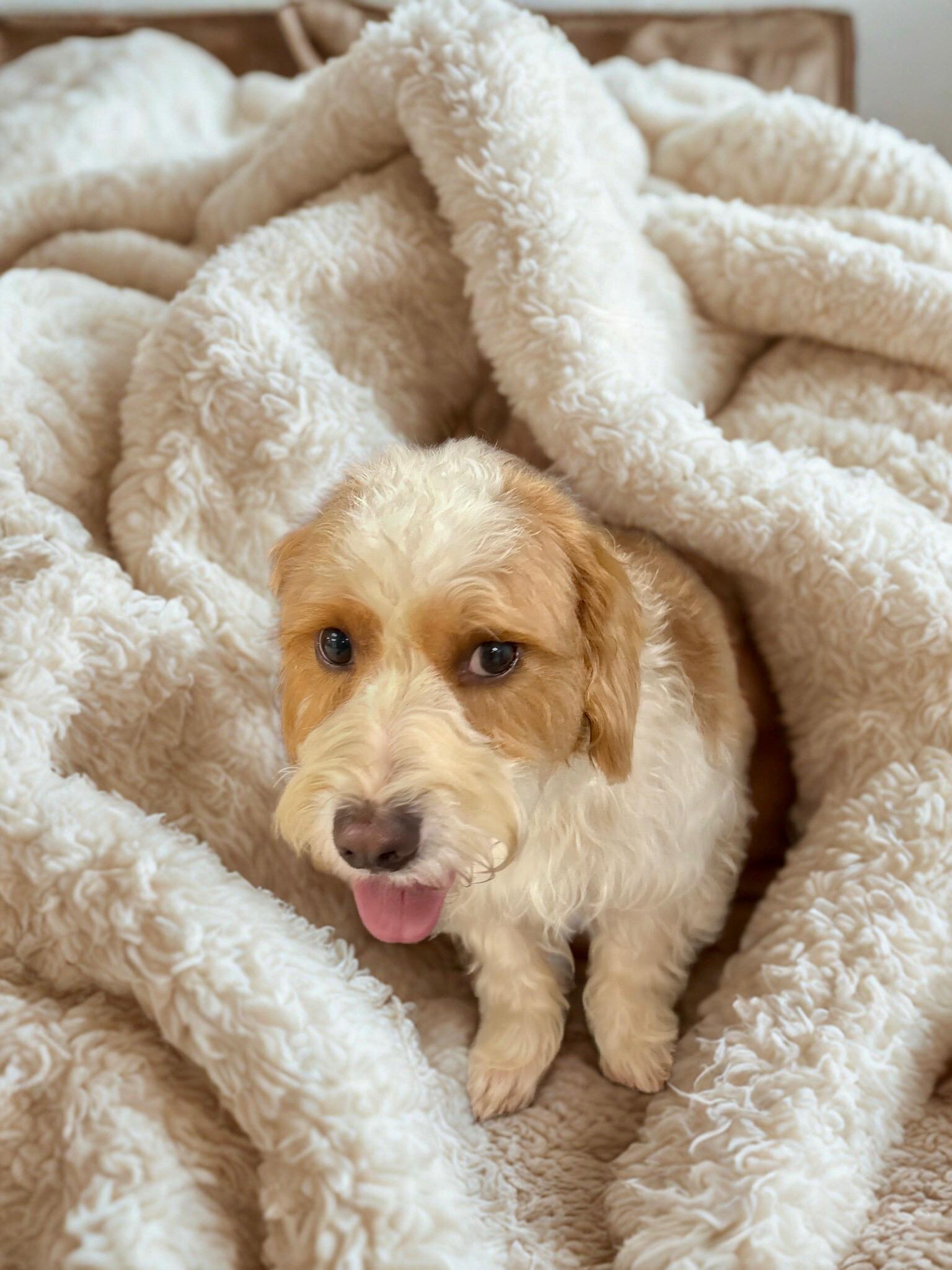 Fred, an adopted mixed breed in Lexington, KY image 2/3