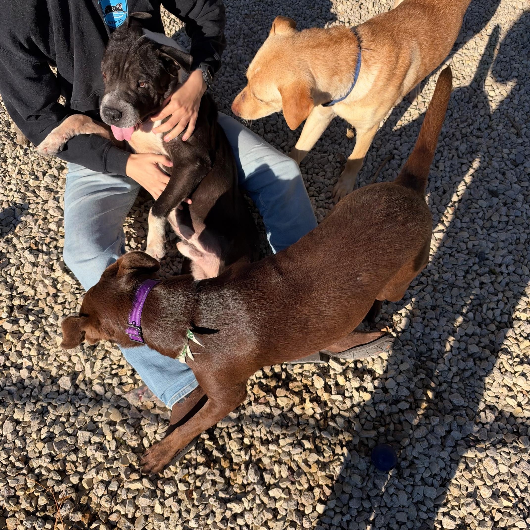 Enlarge Sarge, a Adoptable mixed breed in Manhattan, KS image 5/6