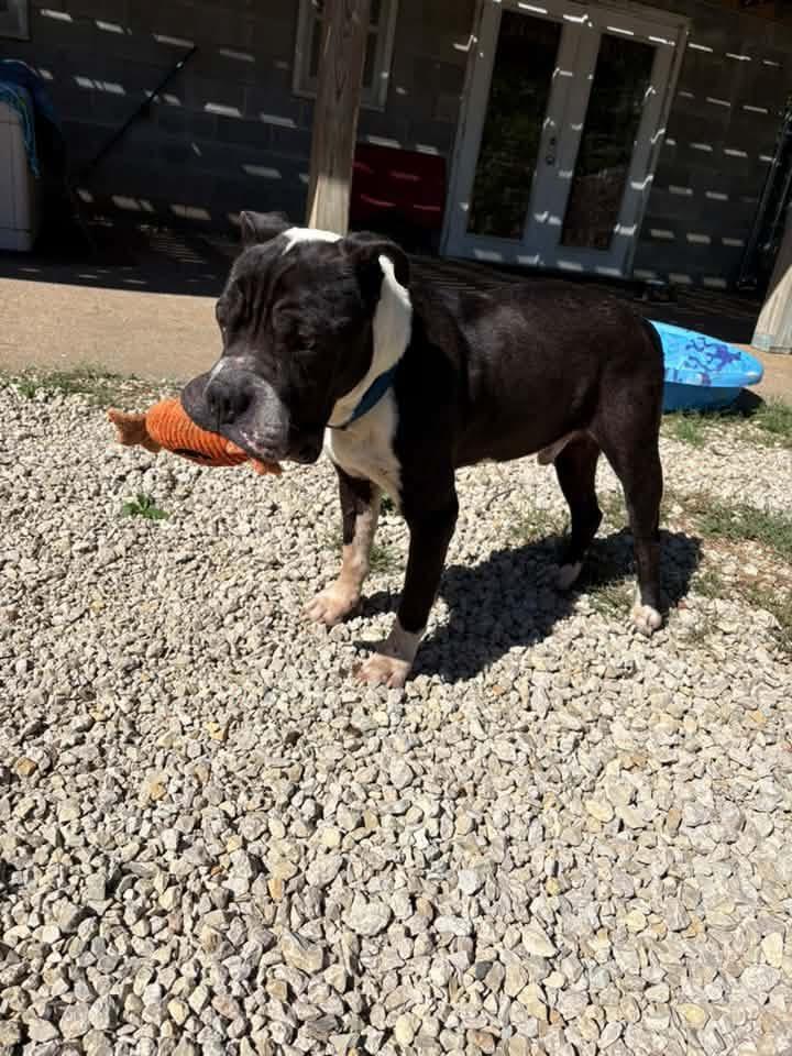Enlarge Sarge, a Adoptable mixed breed in Manhattan, KS image 3/6