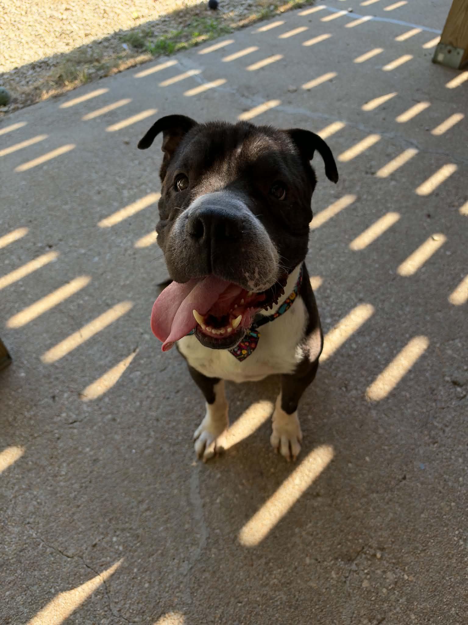 Enlarge Sarge, a Adoptable mixed breed in Manhattan, KS image 2/6