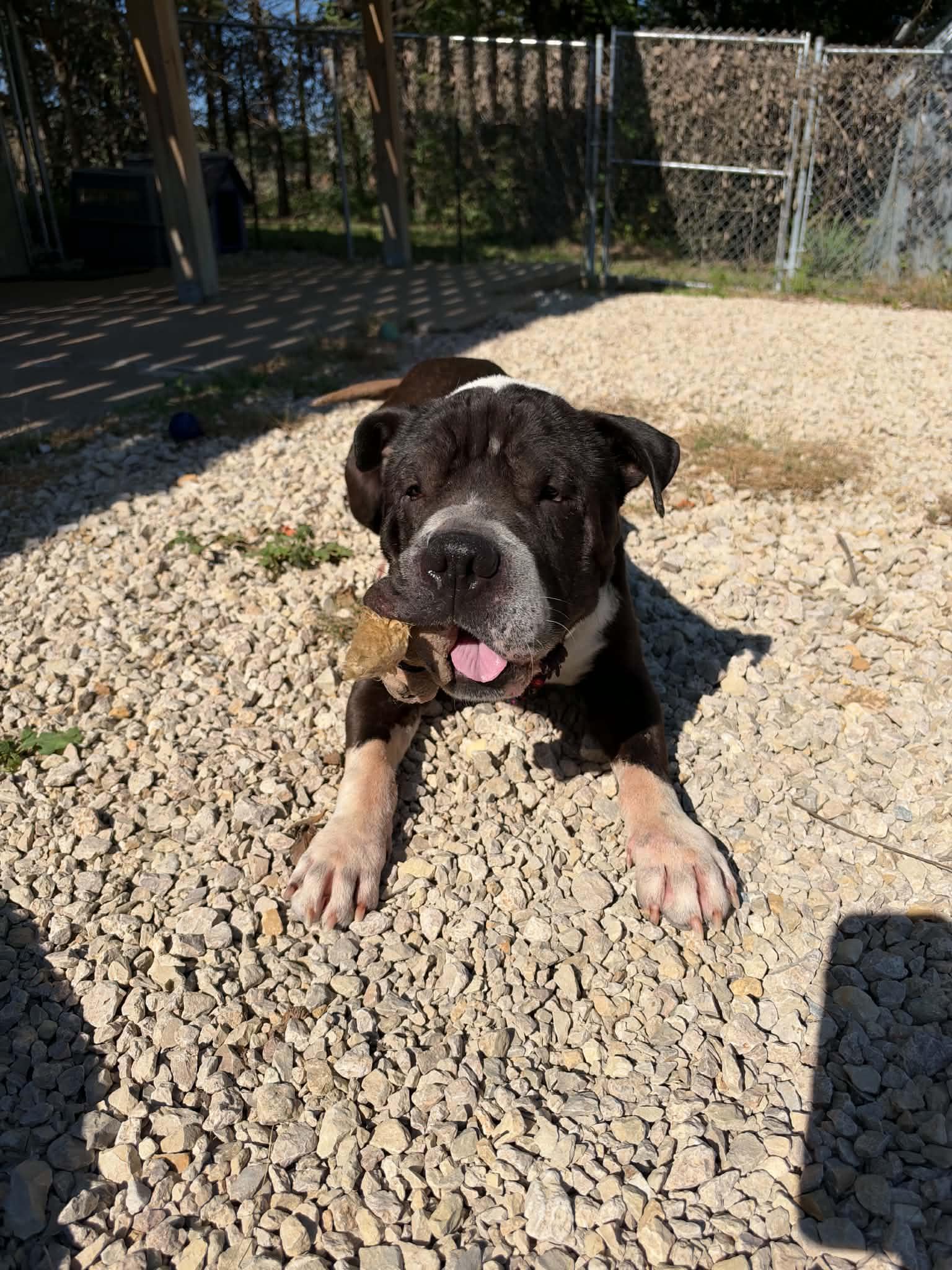 Sarge, Adoptable, Adult Male Shar-Pei & American Bully.