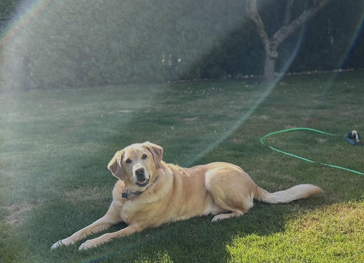 Cooper, Adoptable, Adult Male Labrador Retriever.