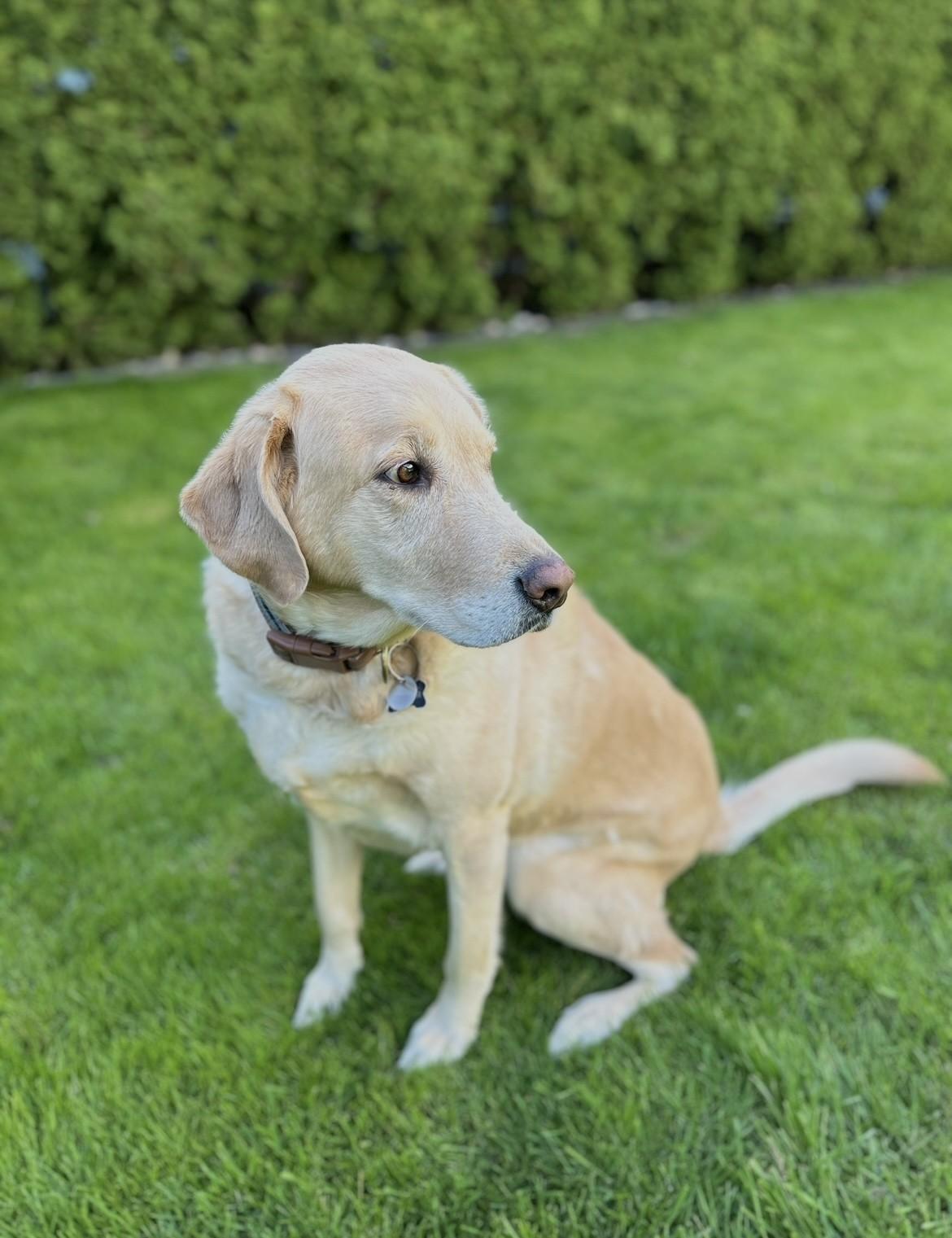 Cooper, a ADOPTABLE Labrador Retriever in Surrey, BC image 3/3