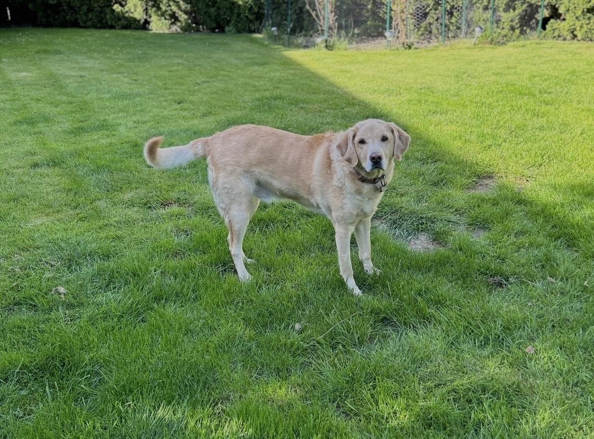 Cooper, a ADOPTABLE Labrador Retriever in Surrey, BC image 1/3