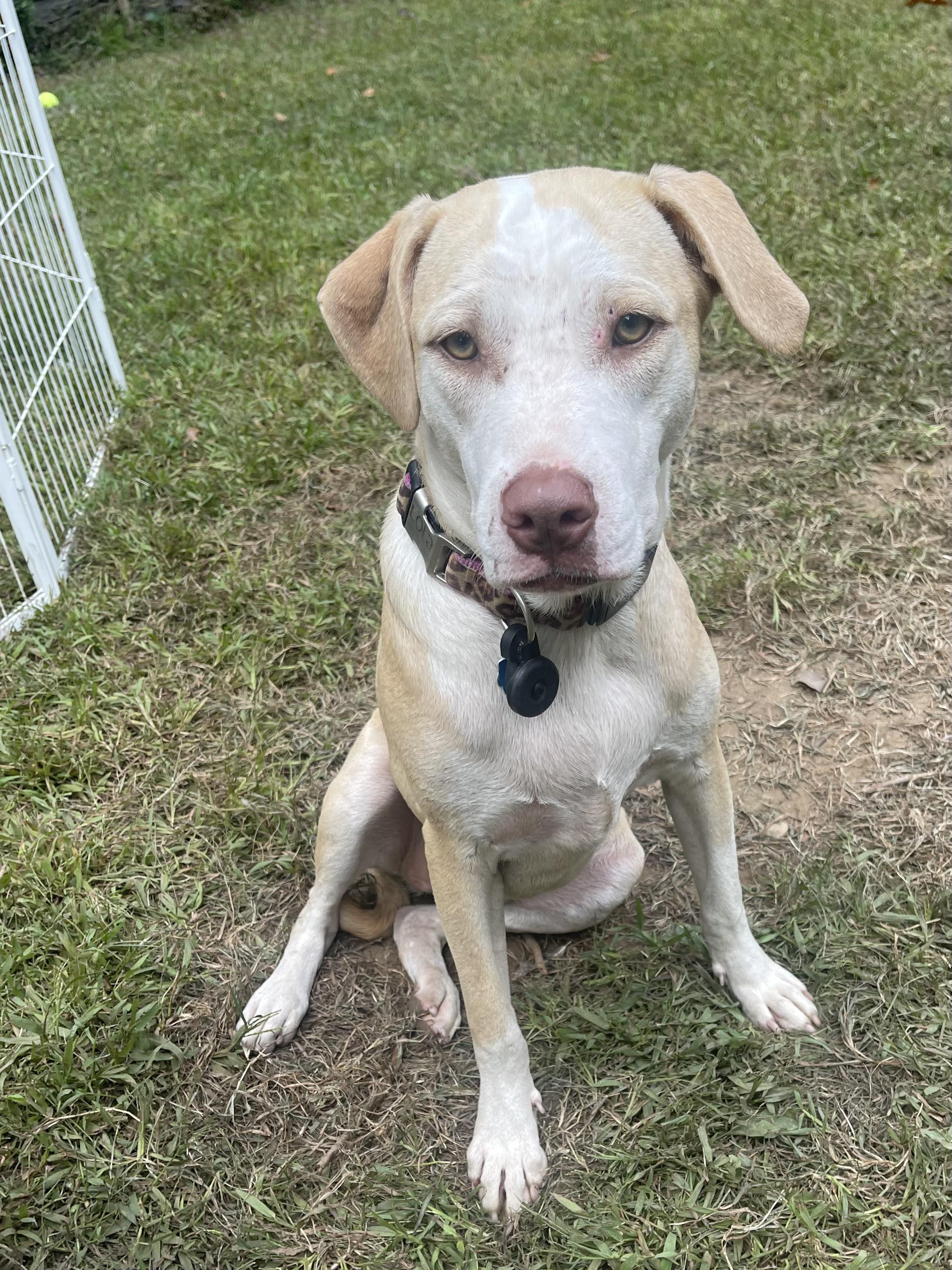 Enlarge Zoey, a Adoptable mixed breed in Ridgefield, CT image 2/3