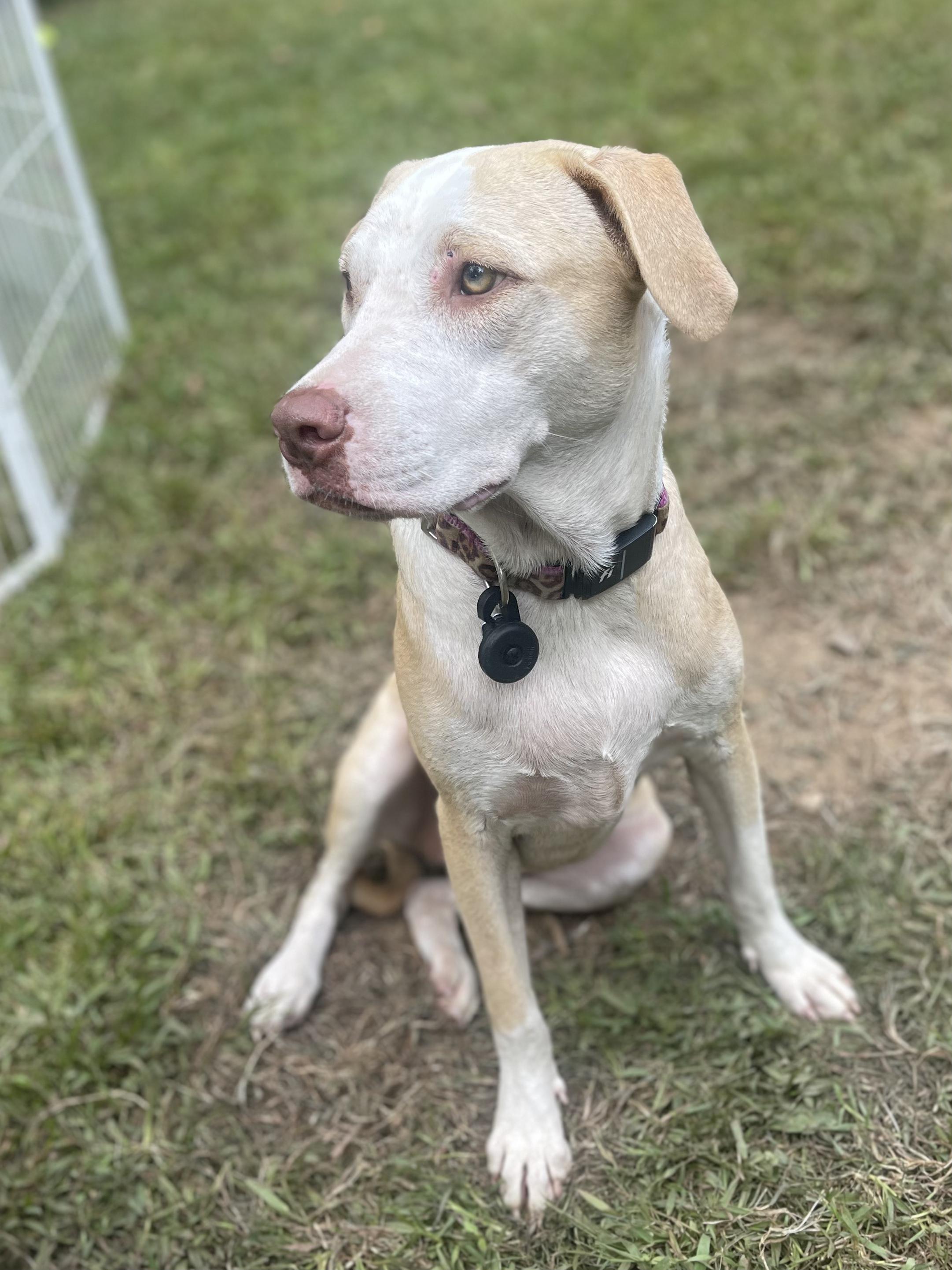 Enlarge Zoey, a Adoptable mixed breed in Ridgefield, CT image 3/3