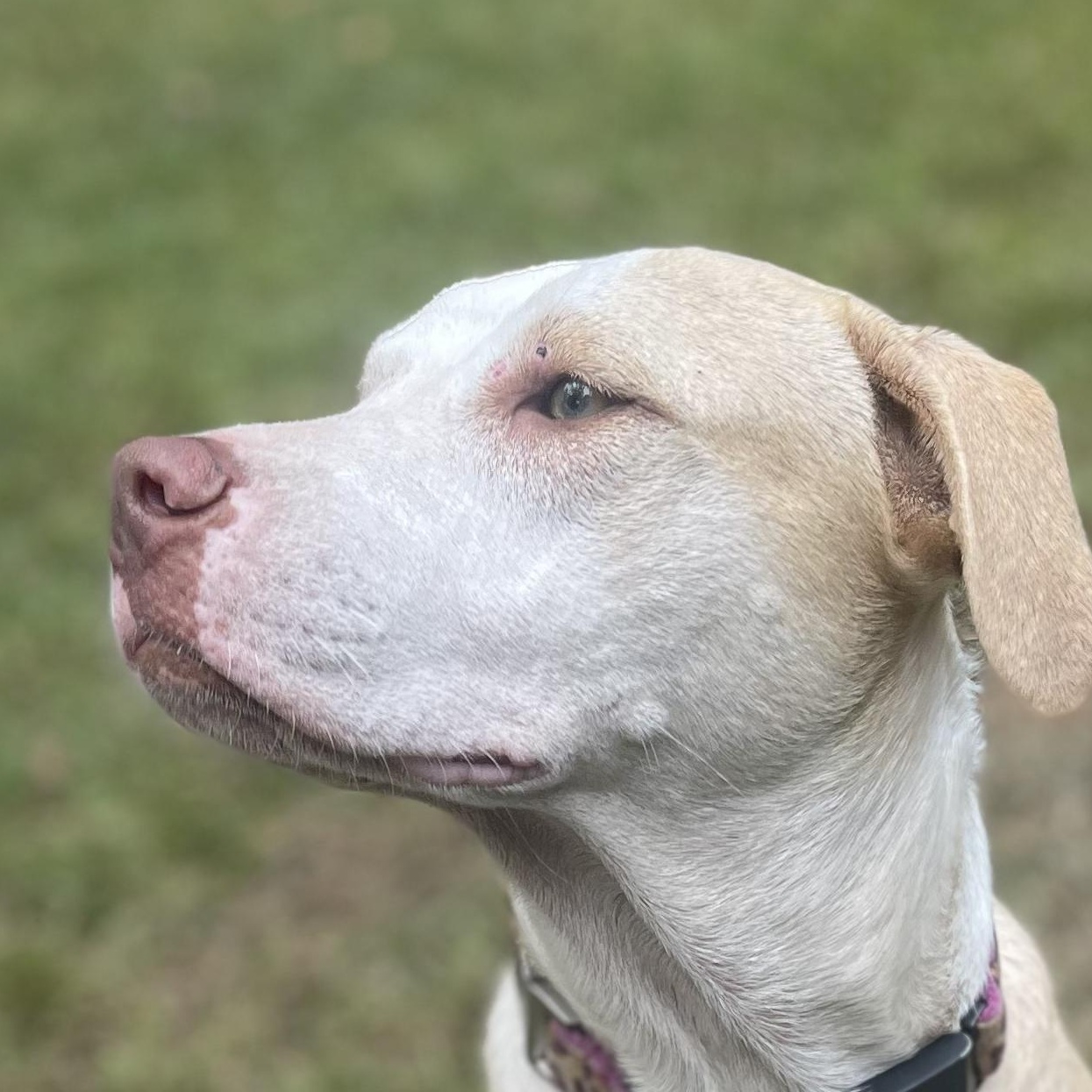 Enlarge Zoey, a Adoptable mixed breed in Ridgefield, CT image 1/3