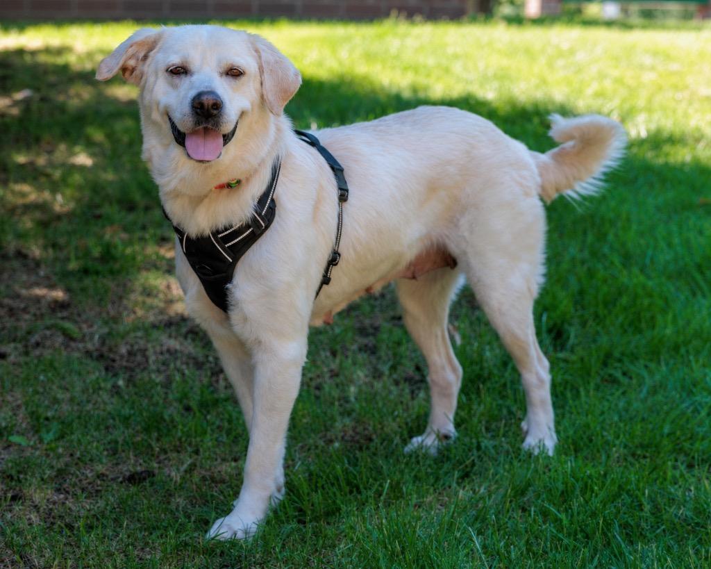 Sherry, Adoptable, Adult Female Great Pyrenees & Labrador Retriever.