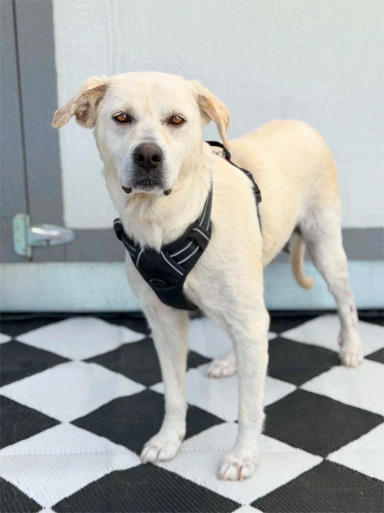Sherry, Adoptable, Adult Female Great Pyrenees & Labrador Retriever.