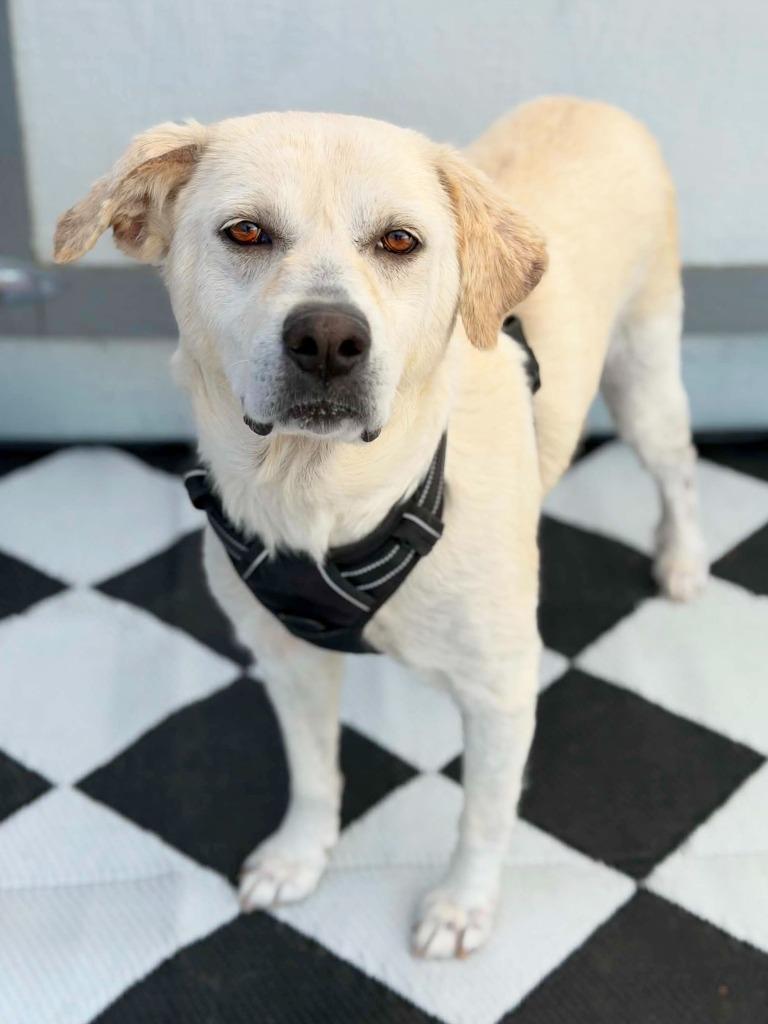 Sherry, a Adoptable mixed breed in Savage, MN image 2/3