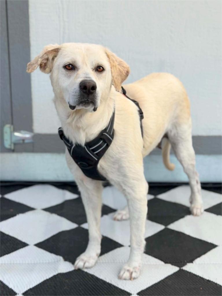 Sherry, a Adoptable mixed breed in Savage, MN image 3/3