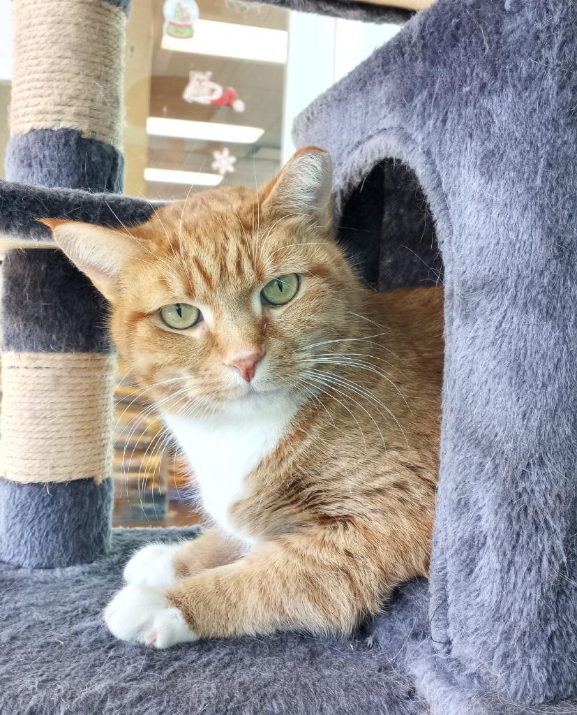 Myron, Adoptable, Adult Male Domestic Short Hair.