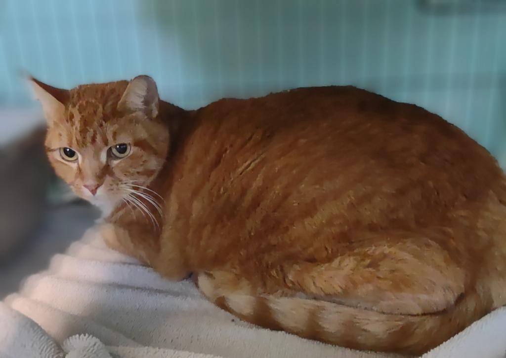 Myron, Adoptable, Adult Male Domestic Short Hair.