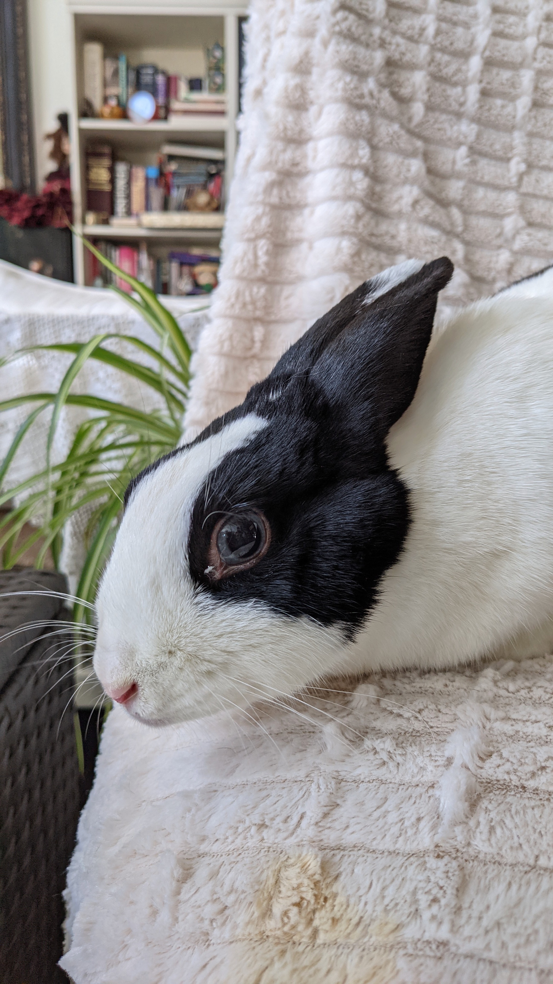 Bun, a Adoptable mixed breed in Los Angeles, CA image 1/12