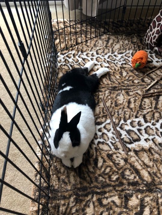 Bun, a Adoptable mixed breed in Los Angeles, CA image 2/12