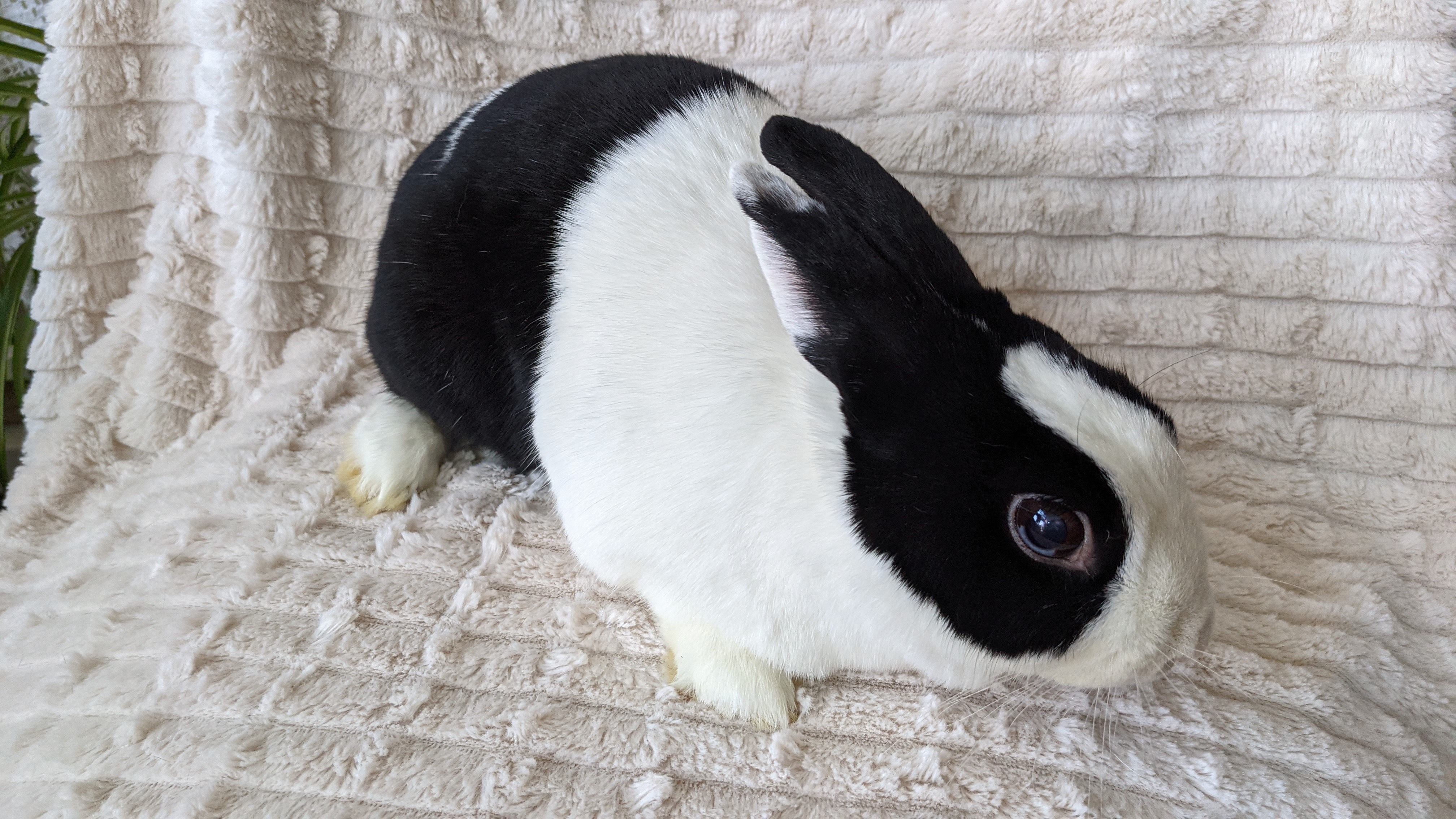 Bun, a Adoptable mixed breed in Los Angeles, CA image 3/12