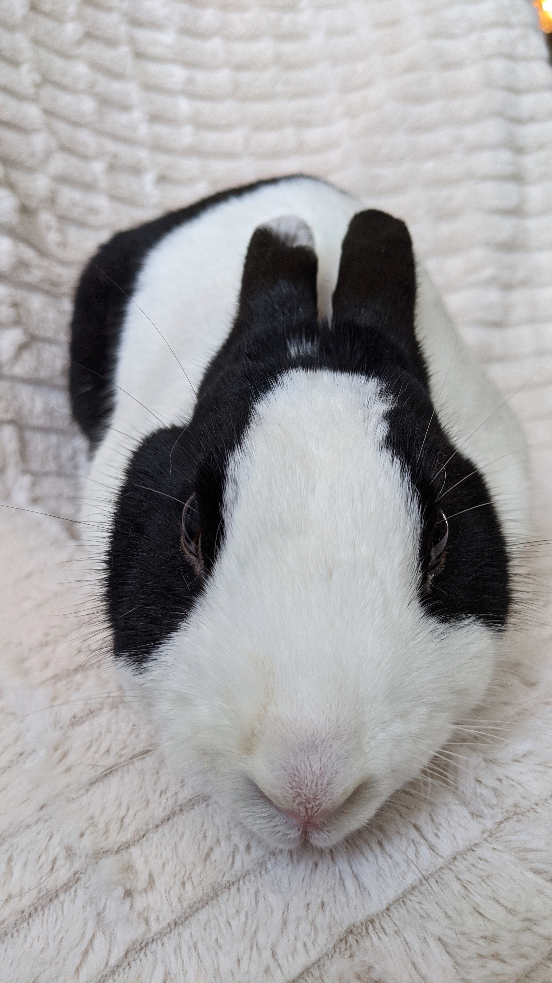 Bun, a Adoptable mixed breed in Los Angeles, CA image 4/12