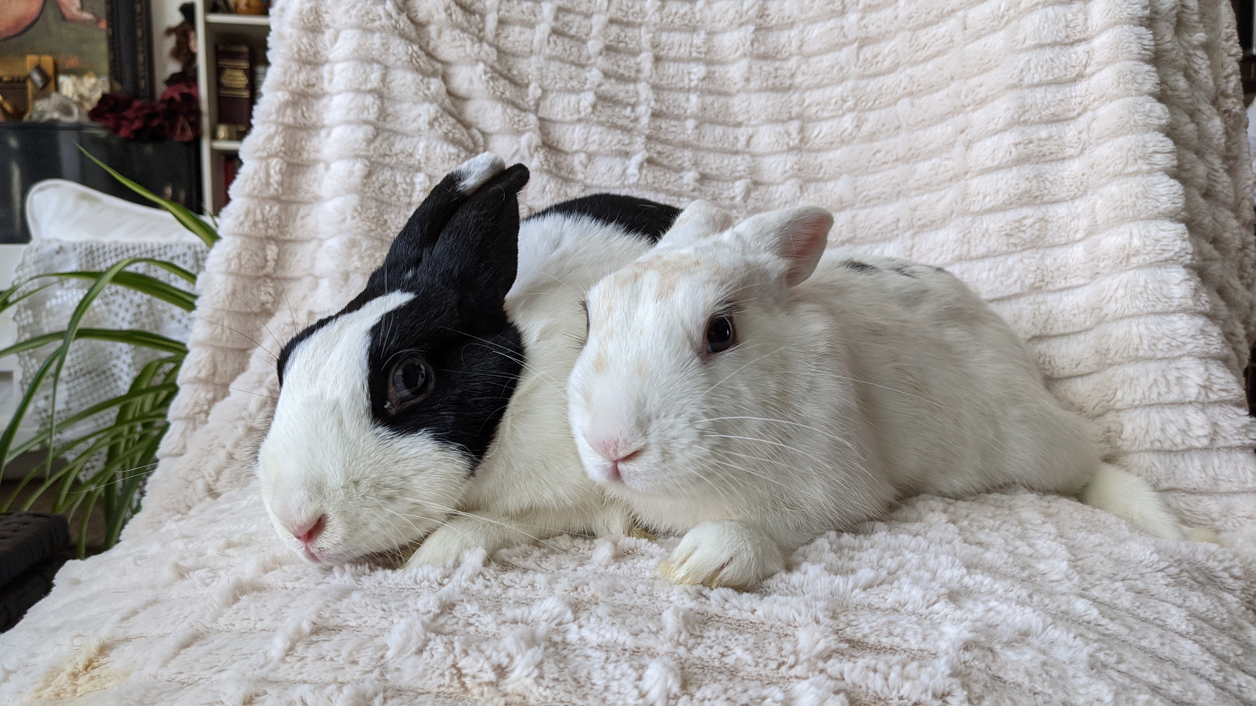 Bun, a Adoptable mixed breed in Los Angeles, CA image 5/12