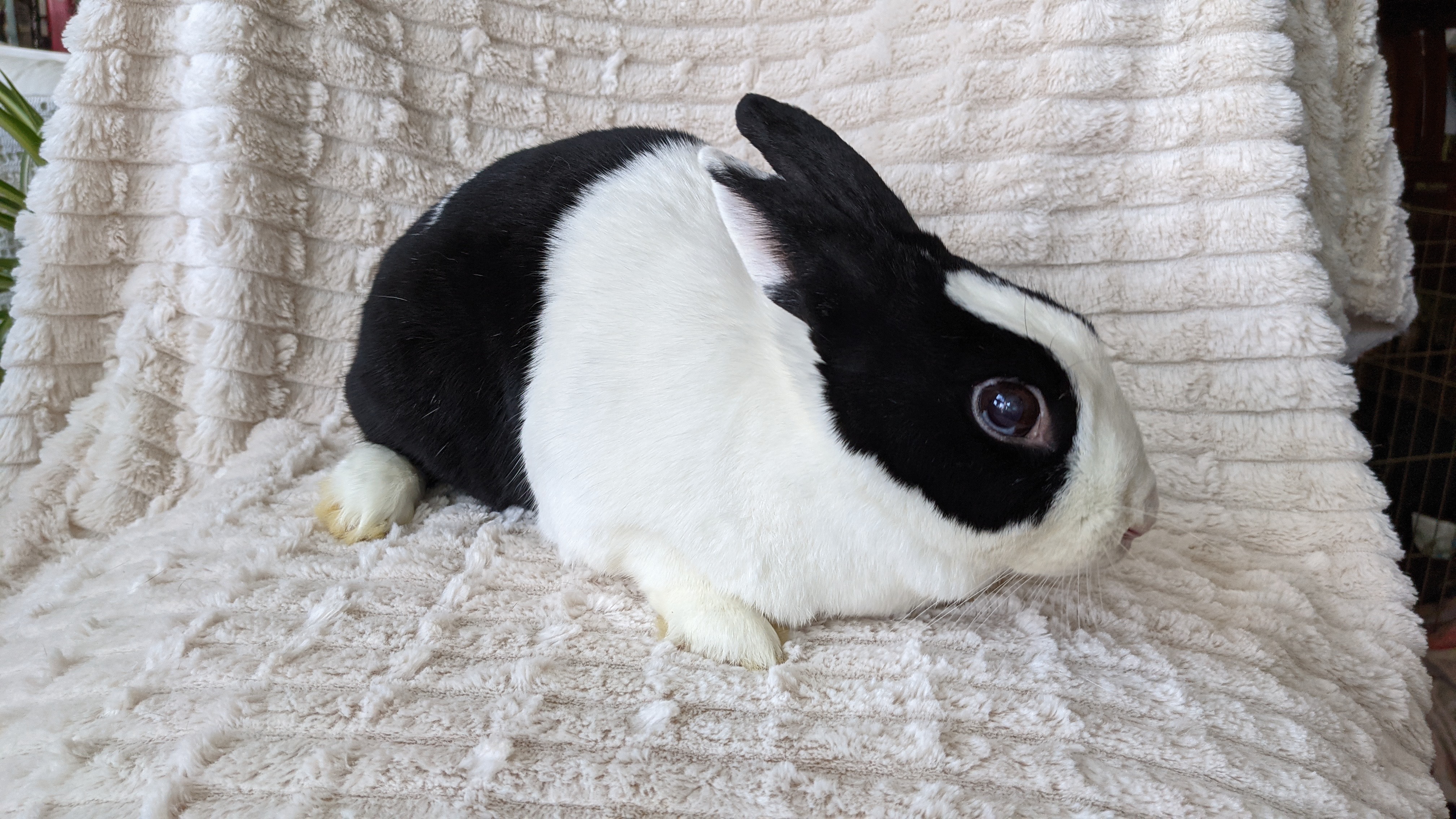 Bun
