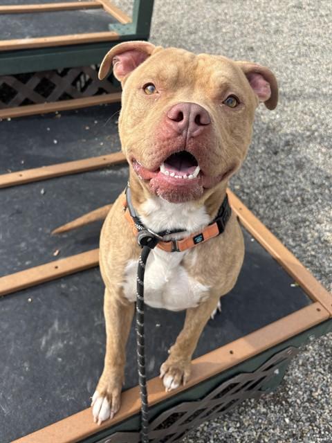 TOBY, Adoptable, Young Male Pit Bull Terrier & Mixed Breed.