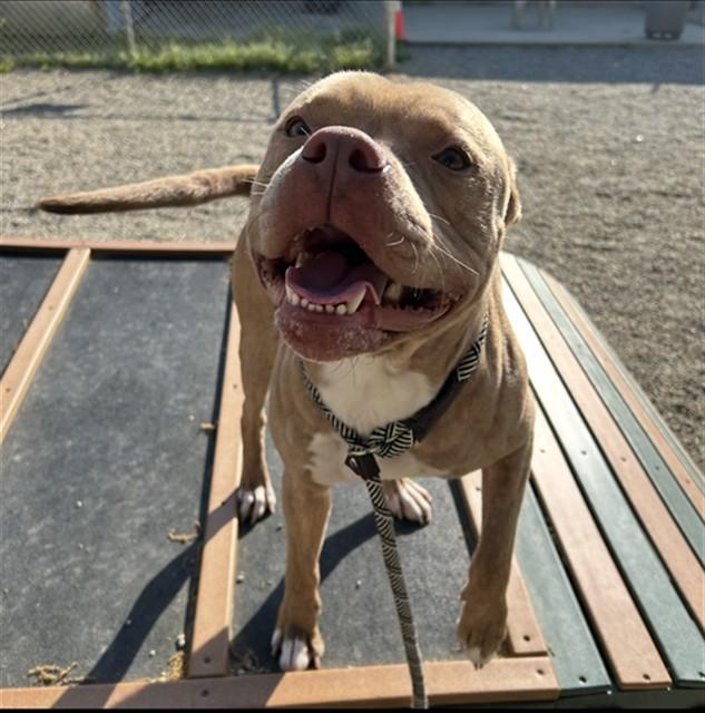 TOBY, Adoptable, Young Male Pit Bull Terrier & Mixed Breed.