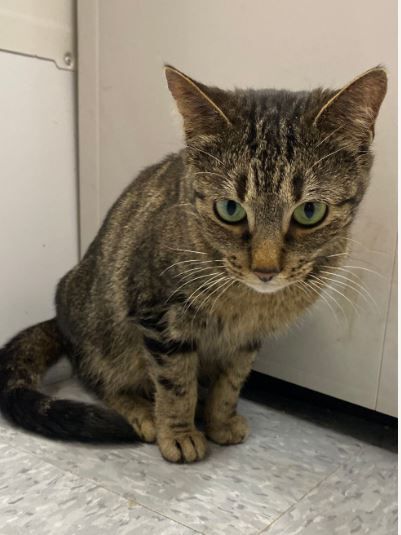 Bootsie, a Adoptable Domestic Short Hair in Peru, IN image 1/10
