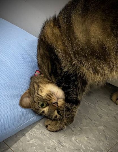 Bootsie, a Adoptable Domestic Short Hair in Peru, IN image 2/10