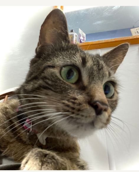 Bootsie, a Adoptable Domestic Short Hair in Peru, IN image 4/10