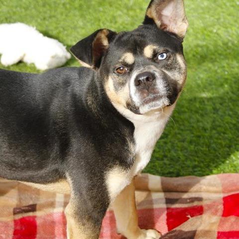 Sir Rico, Adoptable, Adult Male Mixed Breed.