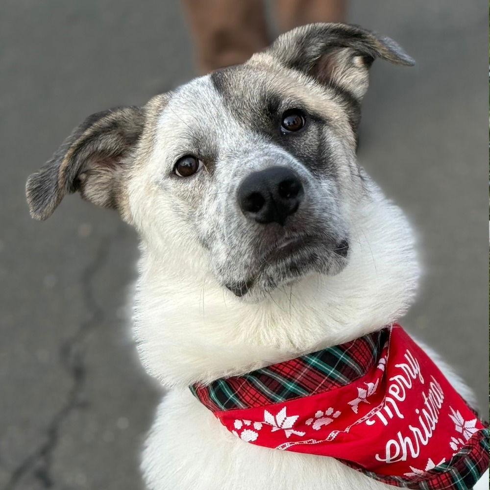 Willow, Adoptable, Young Female Anatolian Shepherd & Terrier.