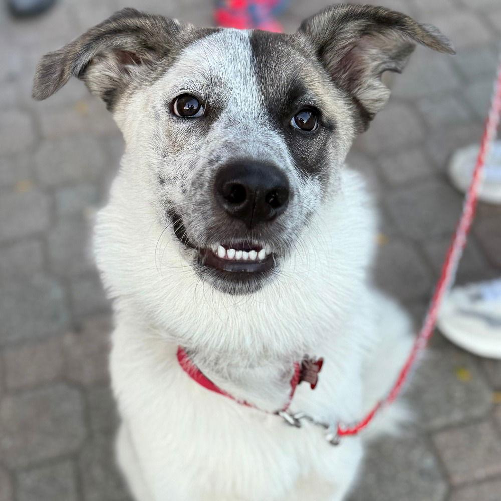 Willow, Adoptable, Young Female Anatolian Shepherd & Terrier.