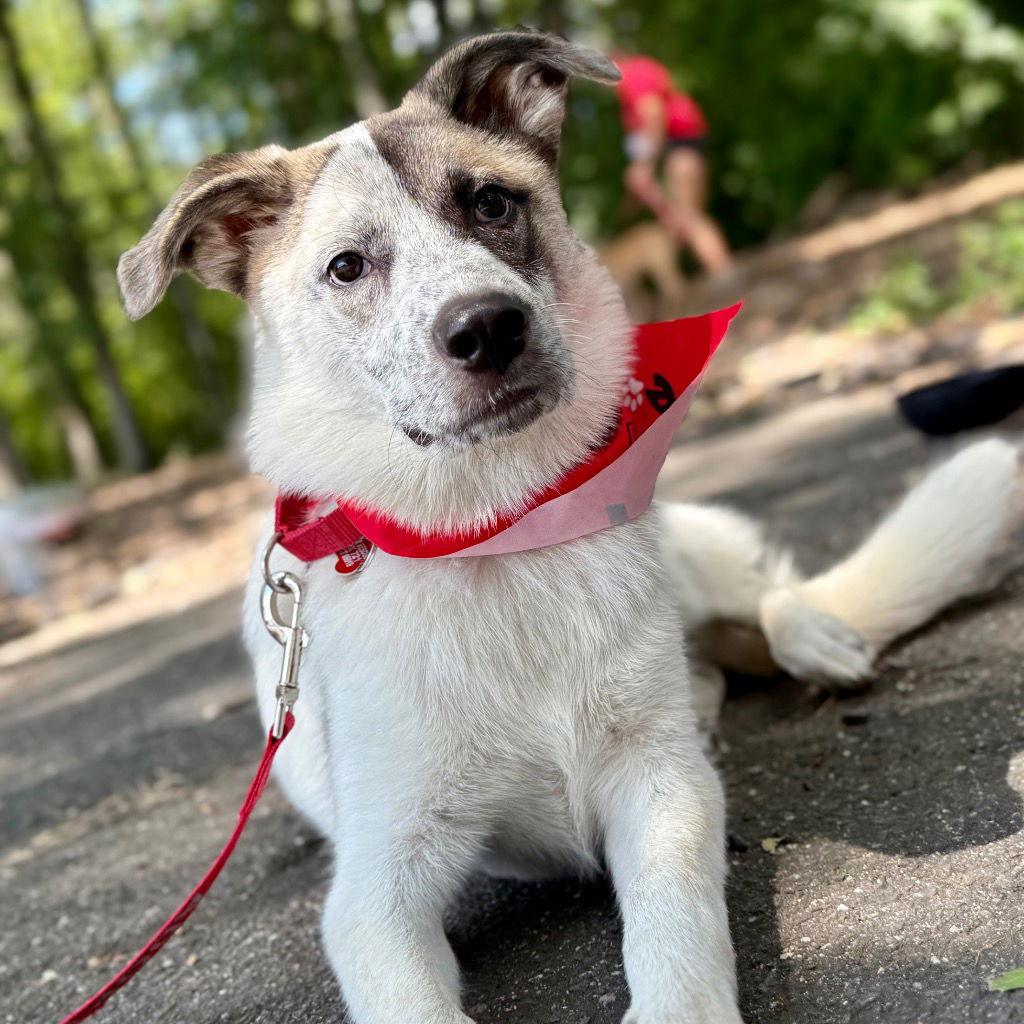 Enlarge Willow, a Adoptable mixed breed in Bloomfield, CT image 2/3