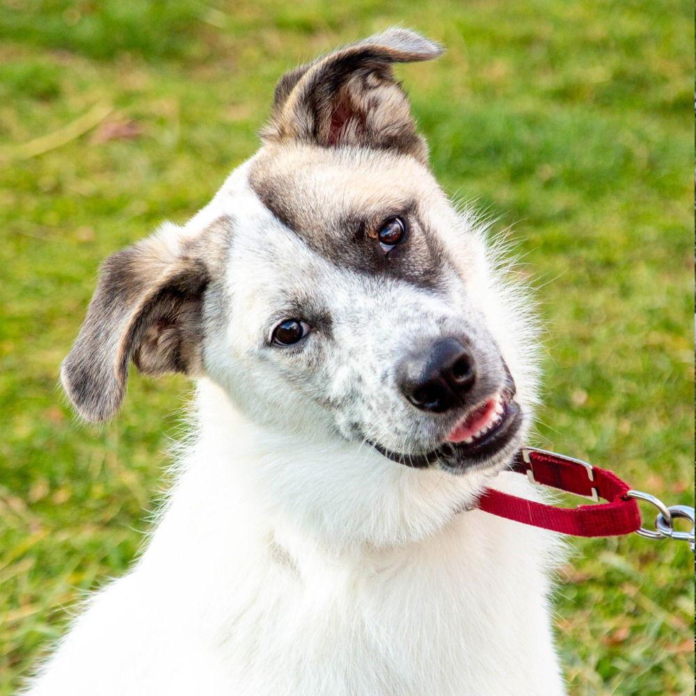 Enlarge Willow, a Adoptable mixed breed in Bloomfield, CT image 2/3