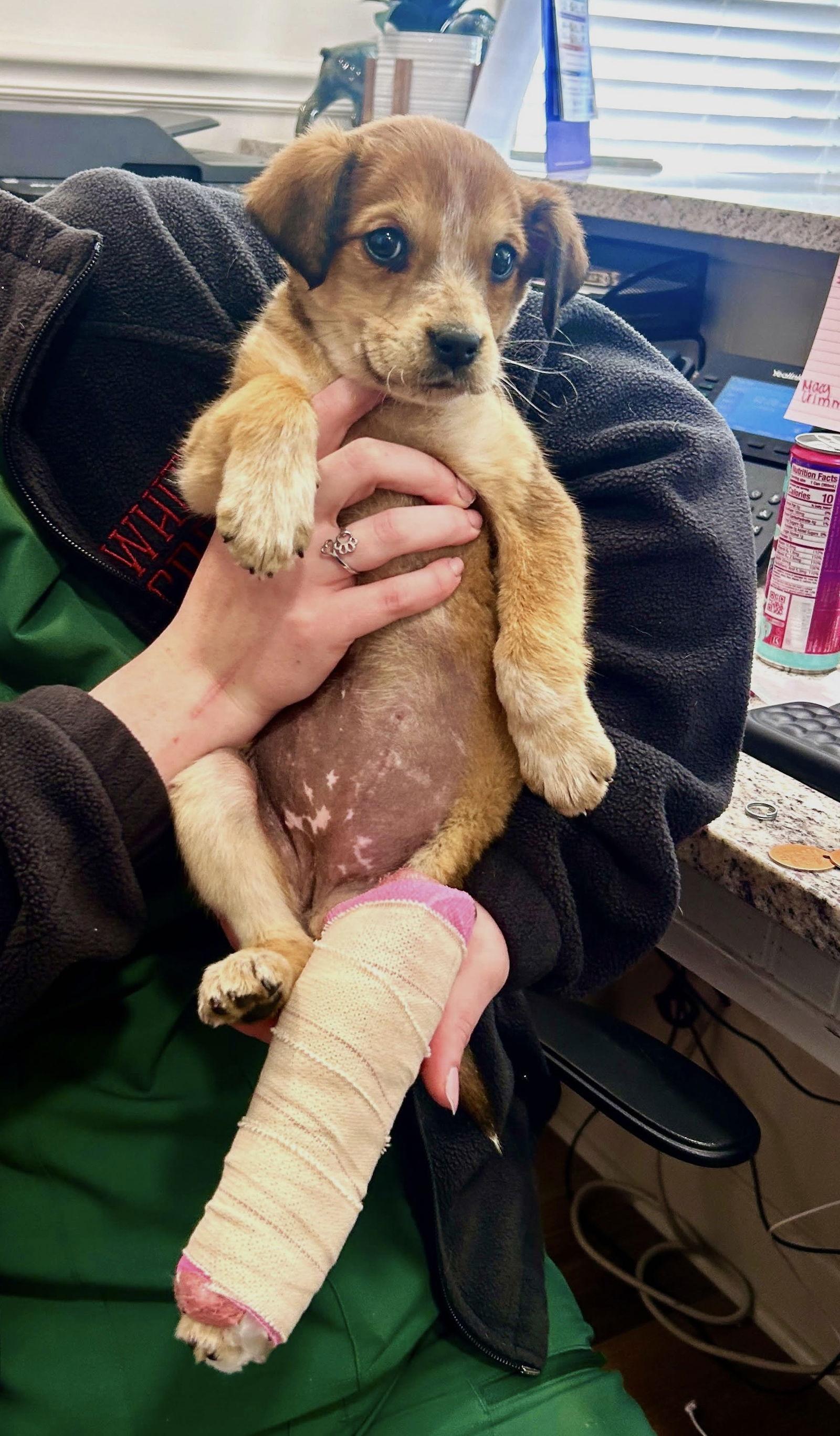 Enlarge Harper MGO in MS, a Adoptable Spaniel in Warwick, RI image 1/3