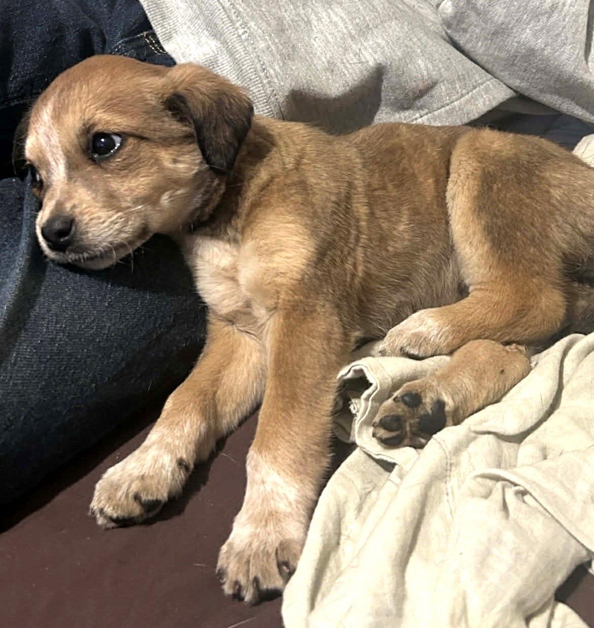 Enlarge Harper MGO in MS, a Adoptable Spaniel in Warwick, RI image 2/3