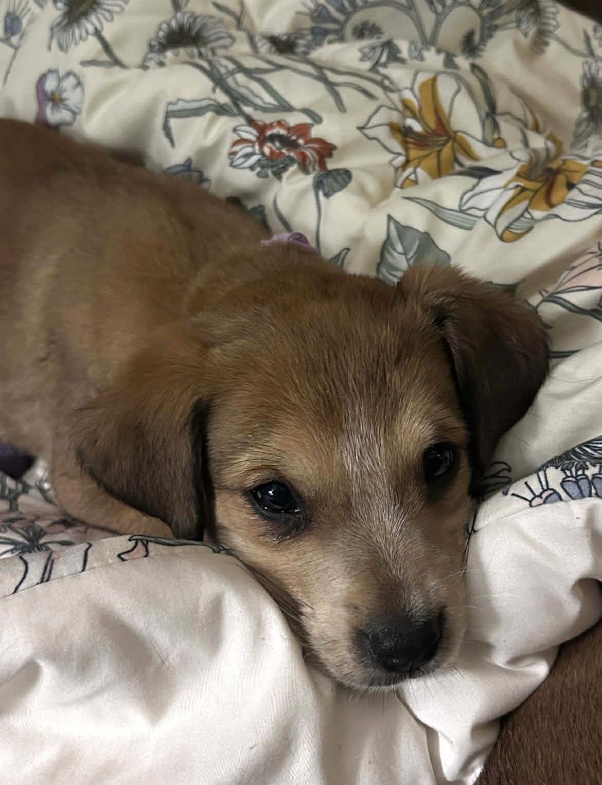 Enlarge Harper MGO in MS, a Adoptable Spaniel in Warwick, RI image 3/3