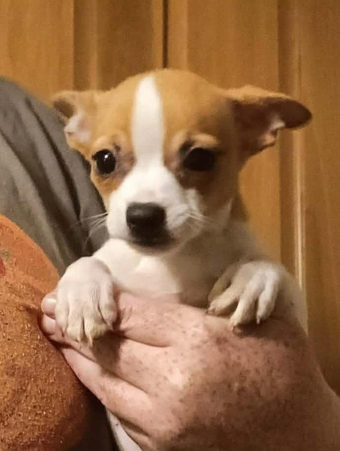 Three Chi Company - Fatty Patty, Adopted, Puppy Female Chihuahua.